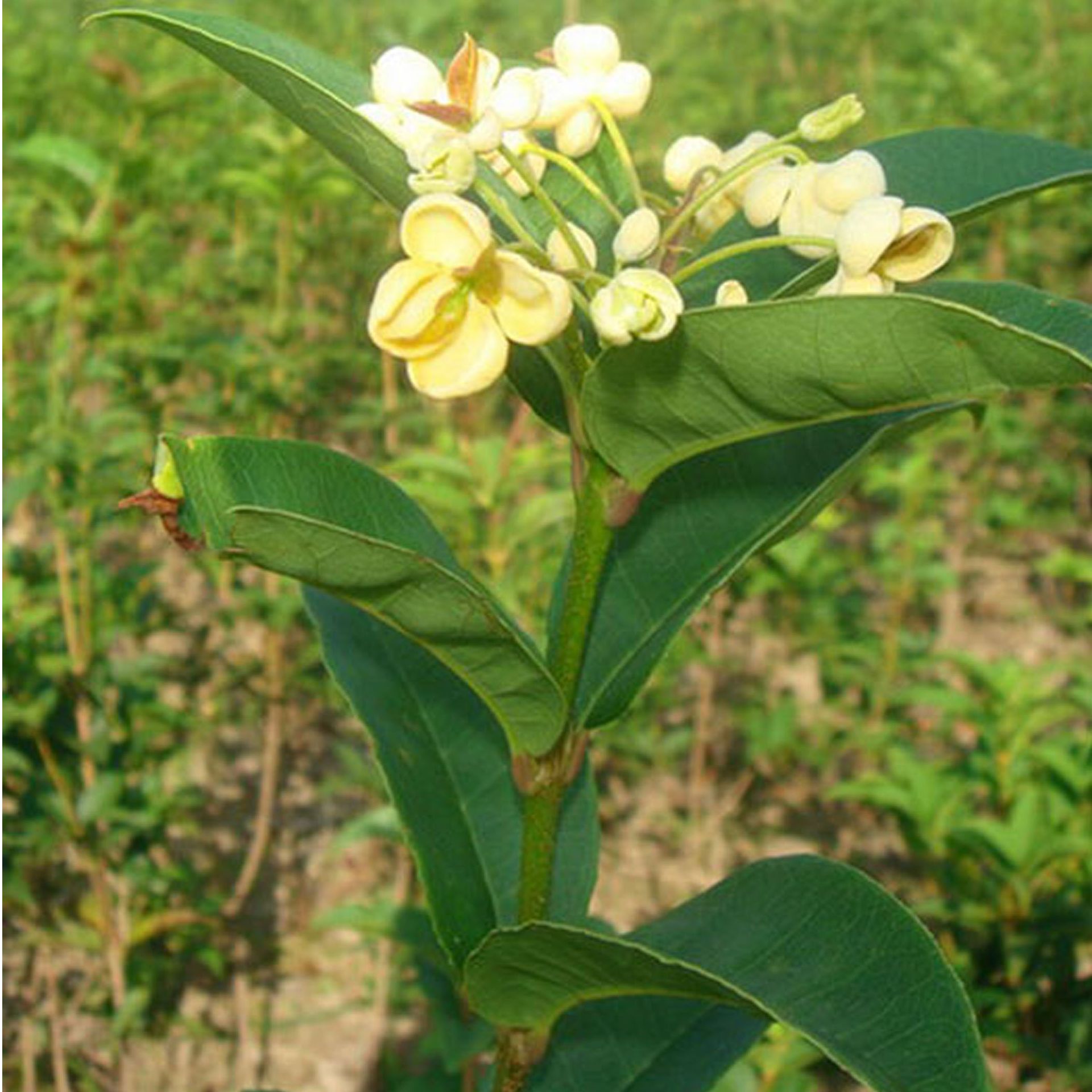 四季桂天香台阁绿植一物一拍