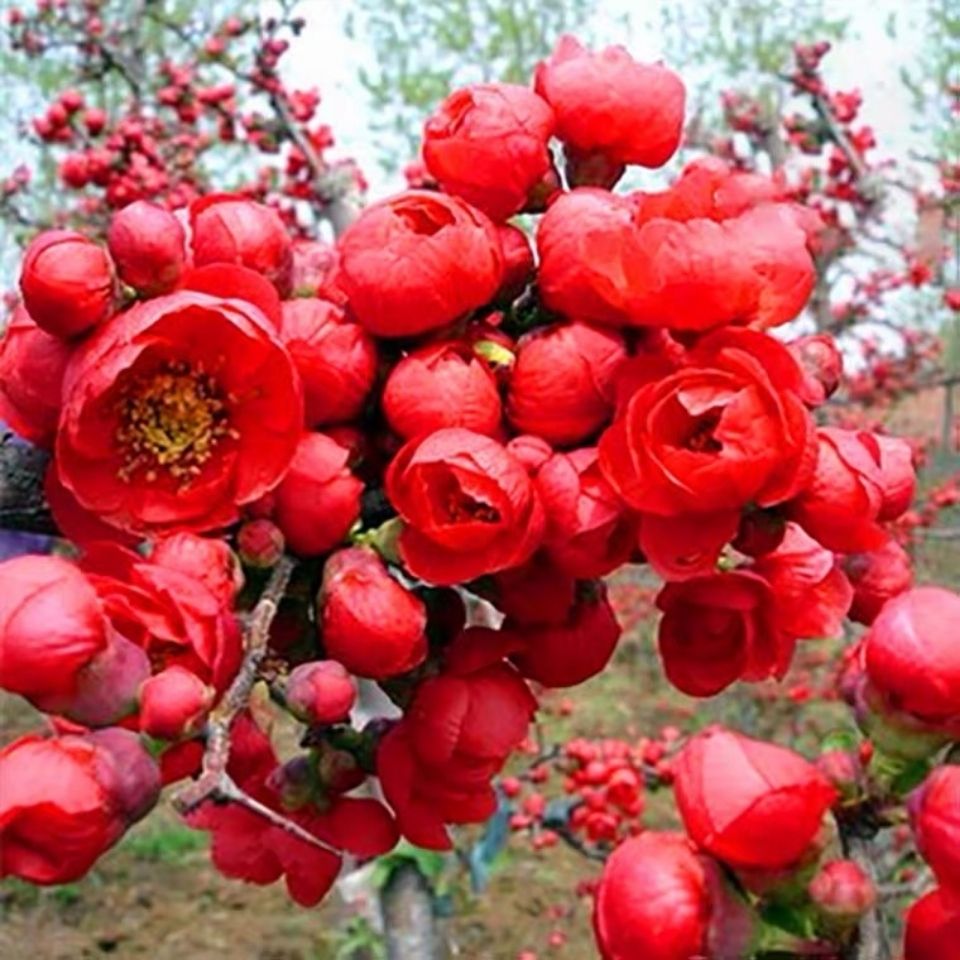 绿植海棠盆景好养易活，耐寒耐高温，可盆栽可地栽