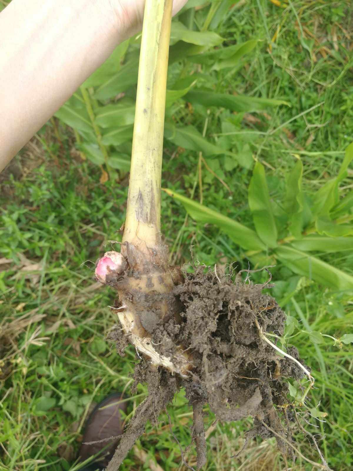 姜花种球，裸球出售芽苞