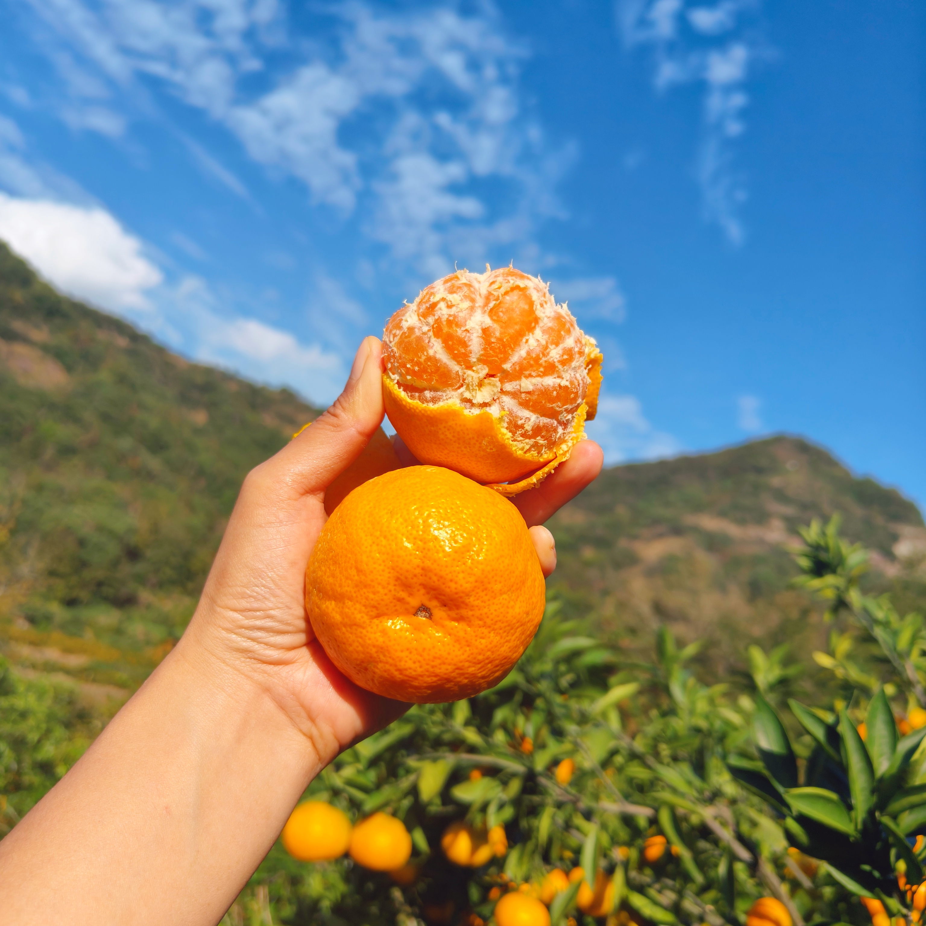 涌泉蜜桔21颗福利小小果