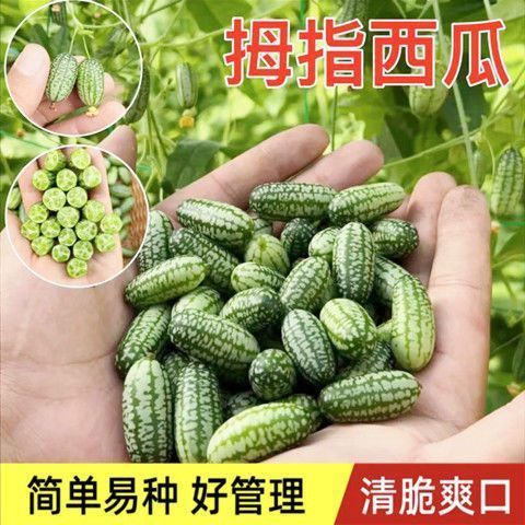 拇指西瓜种子营养脆甜多汁迷你小西瓜四季阳台盆栽蔬菜水果种籽