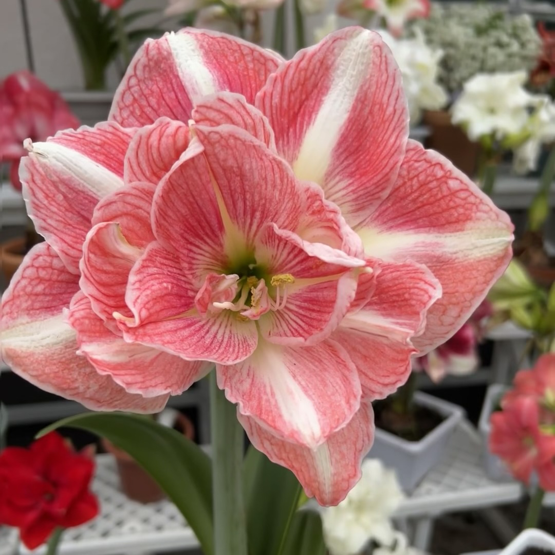 【花仙子～重瓣】朱顶红种球 任意满两个包邮 种植