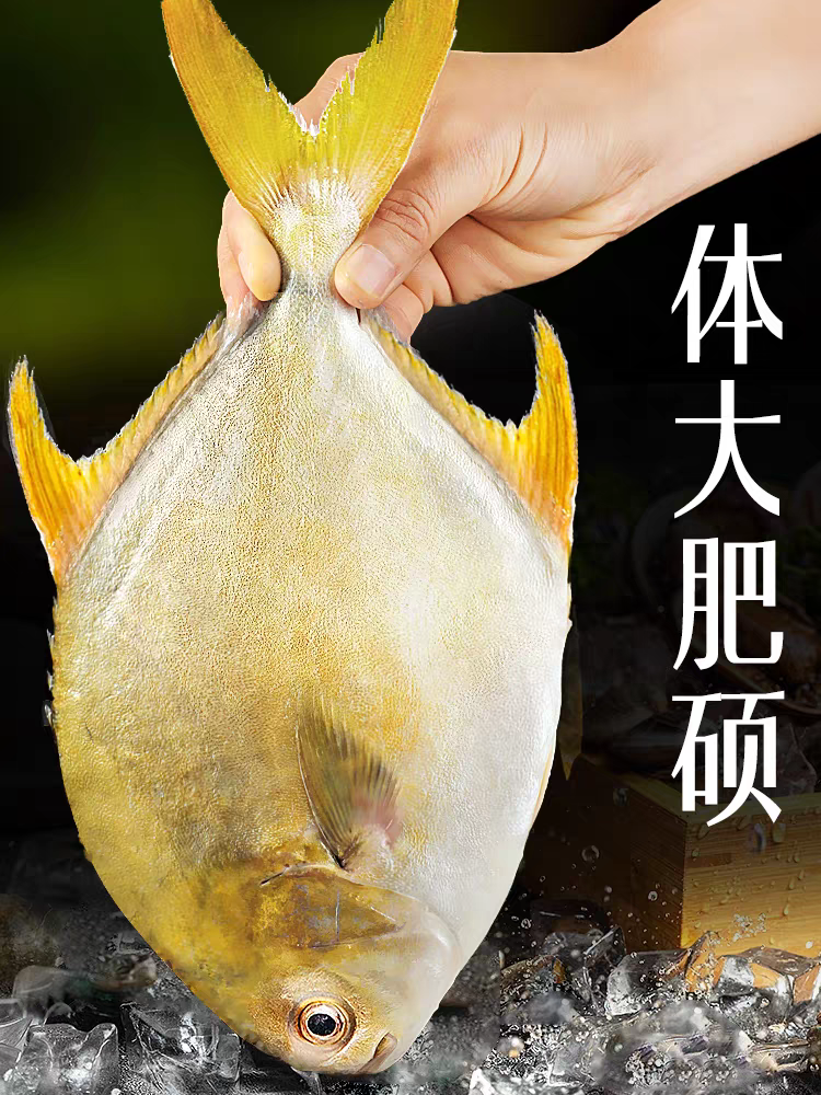 新鲜速冻大号新鲜金鲳鱼 美味海鲜 550g/条捕捞方便细嫩海鱼