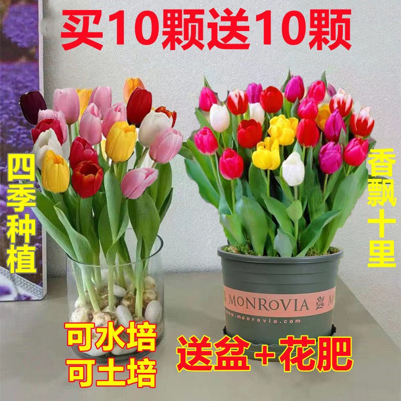 【买10送10】四季开花水培绿色郁金香花苗懒人阳台盆栽浓香当季花卉