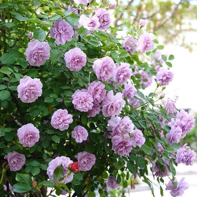 蓝阴雨爆花神器多季开花可藤可垂庭院盆栽地载蔷薇花苗爬藤月季