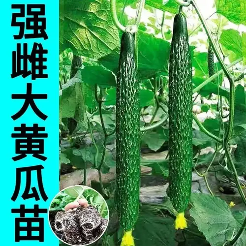 黑绿强雌大黄瓜苗秧苗四季种植青瓜顺直蔬菜苗高产易种春秋壮苗