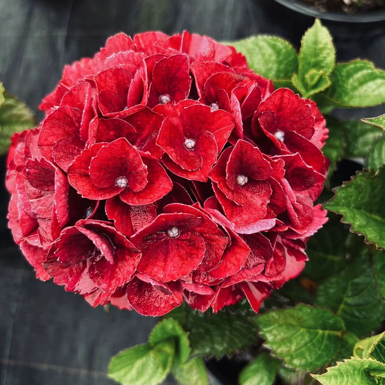 Dg花卉 5加仑Magical 魔幻绣球系列