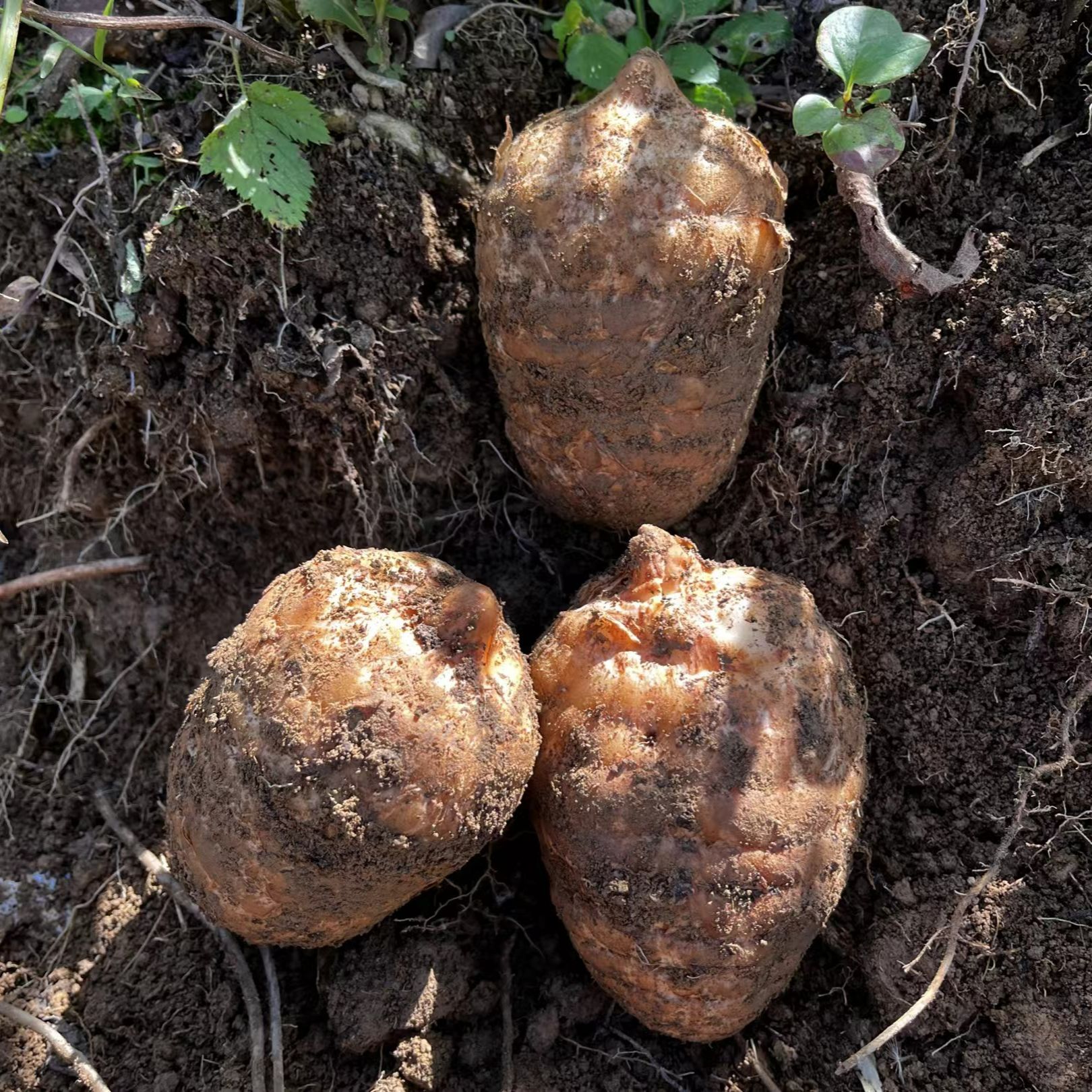 云南昭通小草坝高山乌天麻现挖仿野生种植天麻新鲜天麻