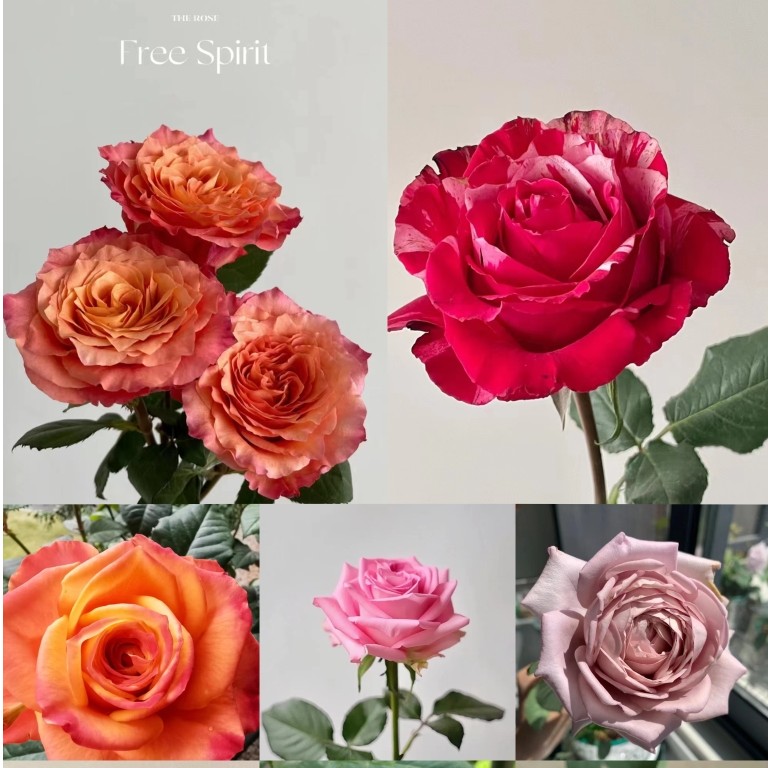 月季玫瑰128（4加仑独根系列）一物一拍专属链接四季开花