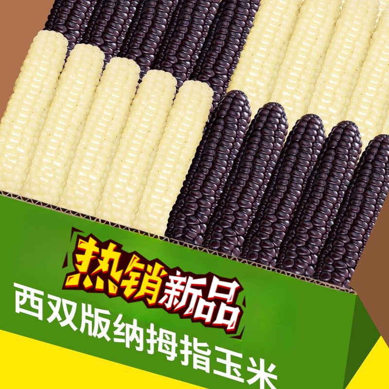 云南特产西双版纳拇指玉米新鲜甜香白糯紫糯迷你玉米早餐代餐