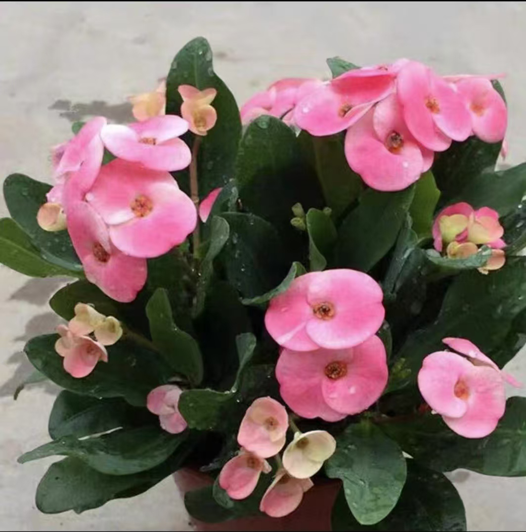 泰国品种 虎刺梅  一物一拍