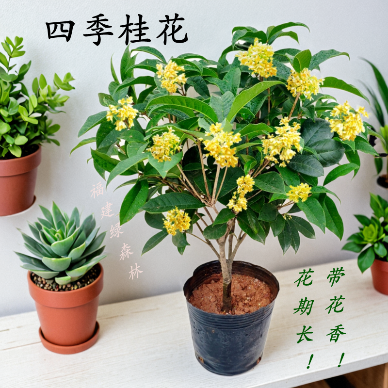 四季桂花盆栽树苗浓香型带花苞室内阳台庭院好养花卉绿植物