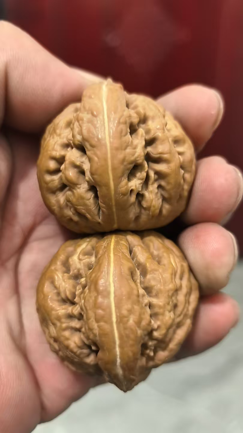 42尺粗筋霸王龙狮子头