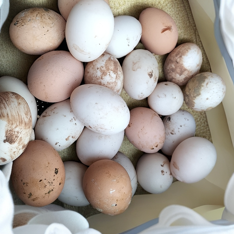 乡村农家土鸡蛋，粮食喂养，正宗土货