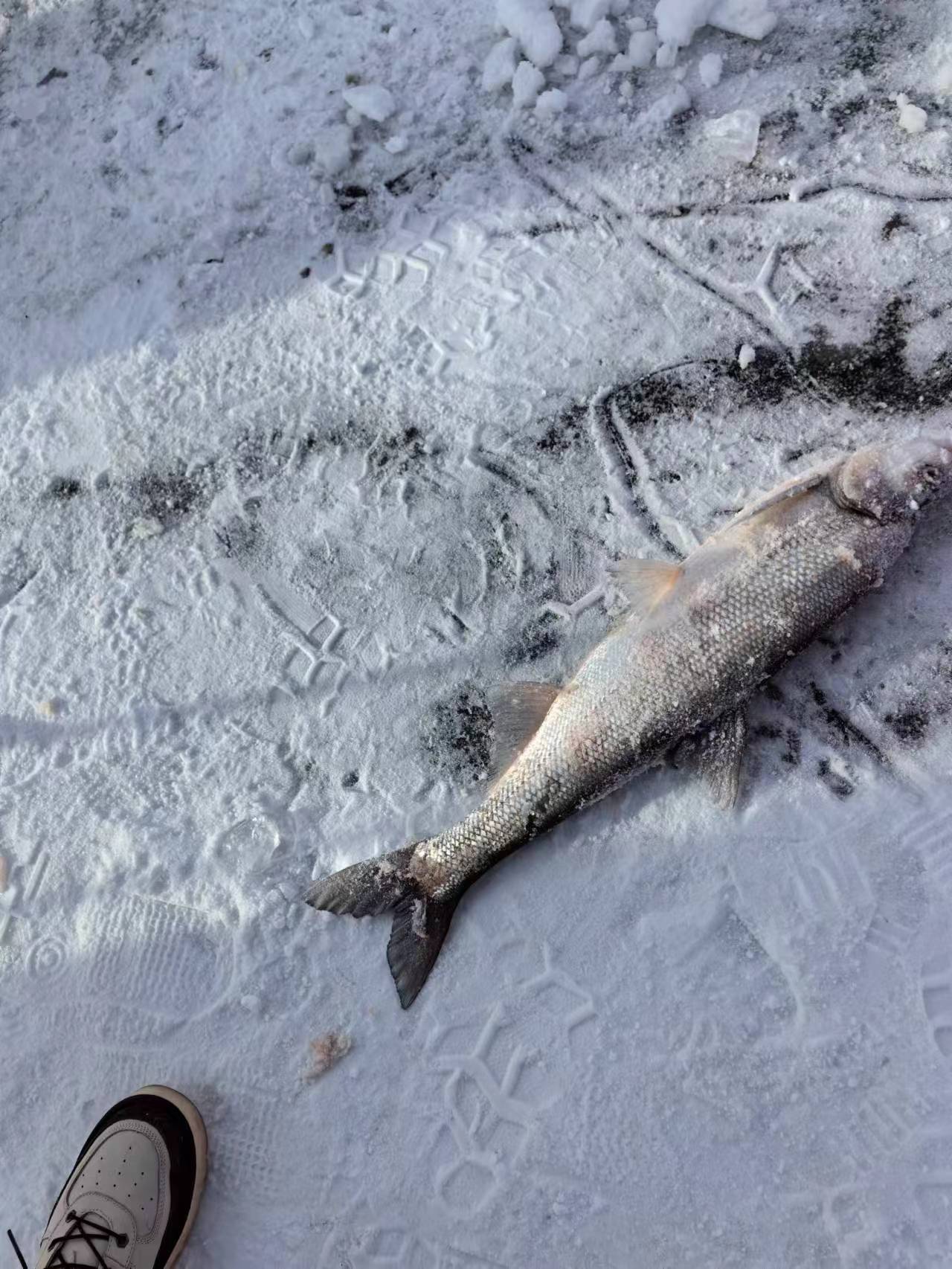 冬捕白鱼翘嘴鱼3斤-10斤