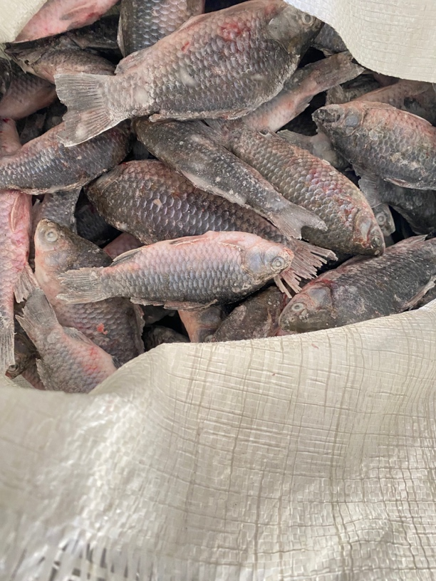 冬捕野生大鲫鱼10斤（一条一斤左右）