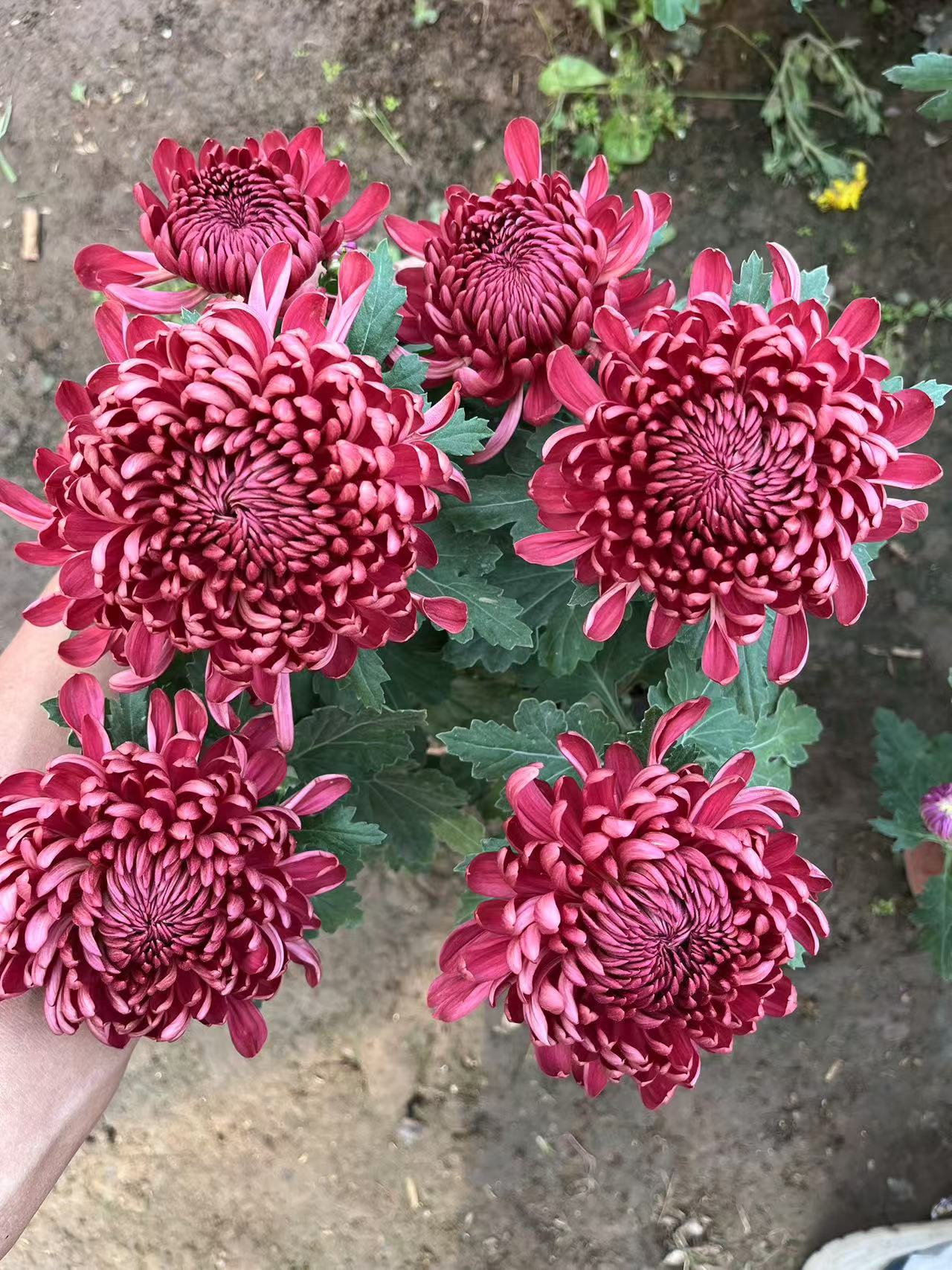 红绣球（精品九月大菊）带花苞发货