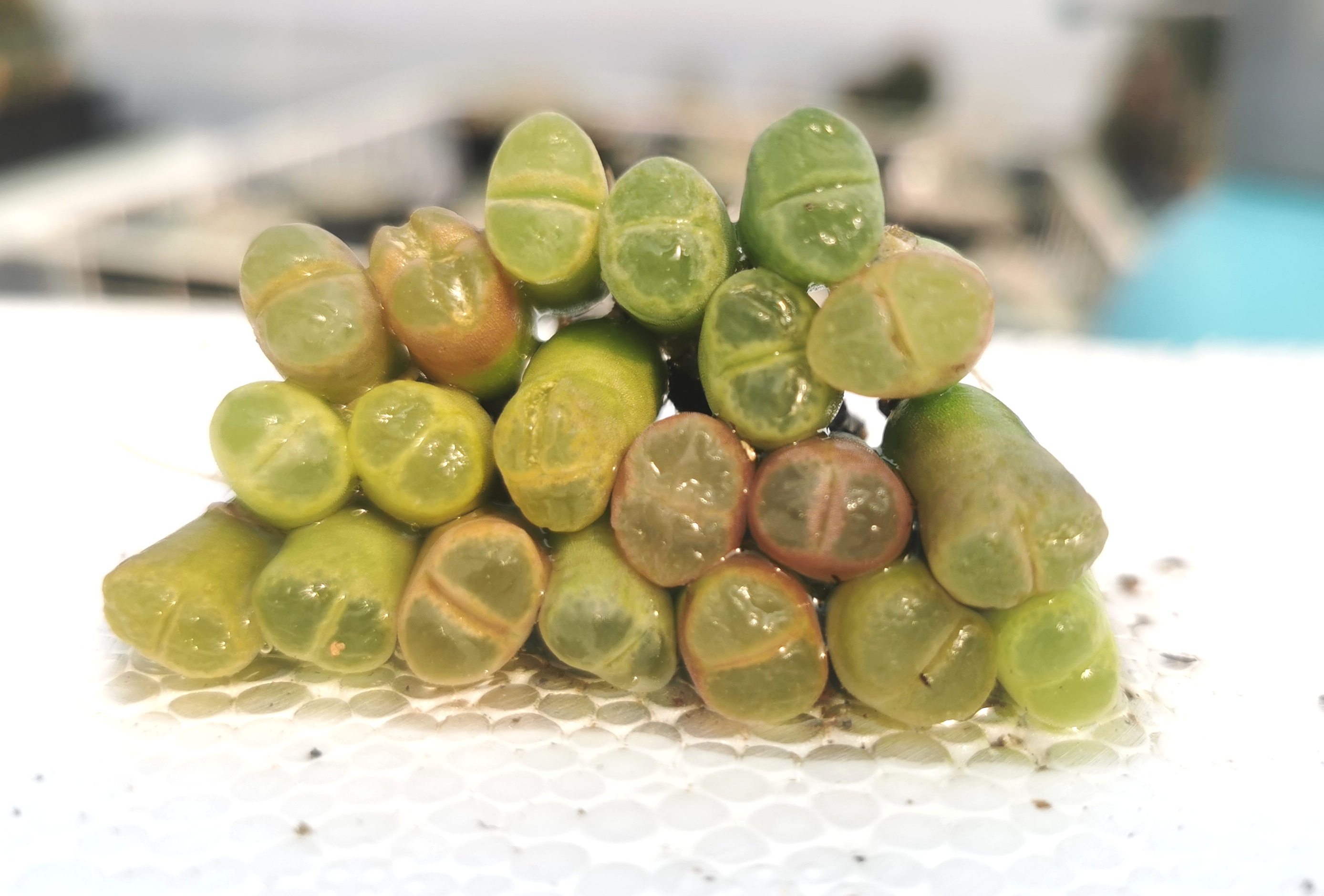 多肉植物 番杏 生石花 肉锥 大眼睛风铃 2年半  50颗一份