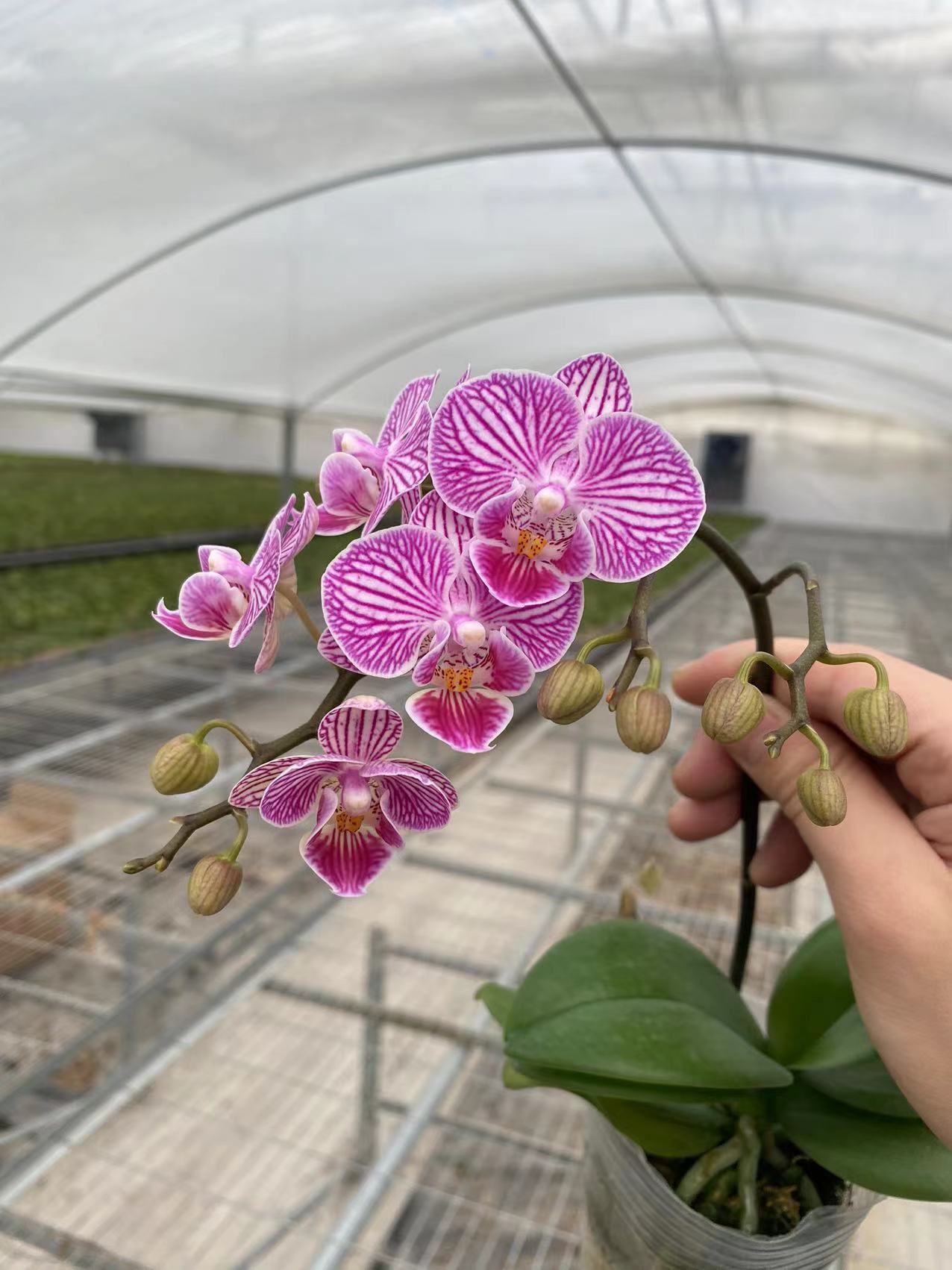 双剑《美猴王》2.8寸杯蝴蝶兰【任意满两颗包邮发货】