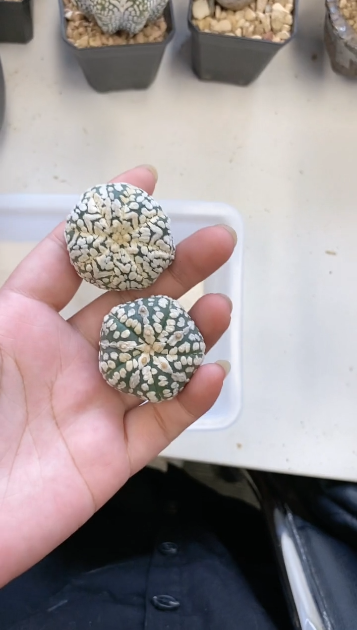 【闪购商品】编号275 生长纹2颗
