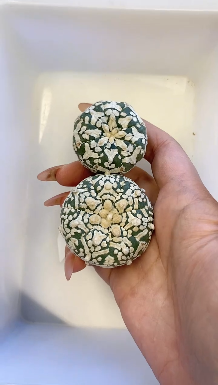 【闪购商品】编号600组合 生长纹