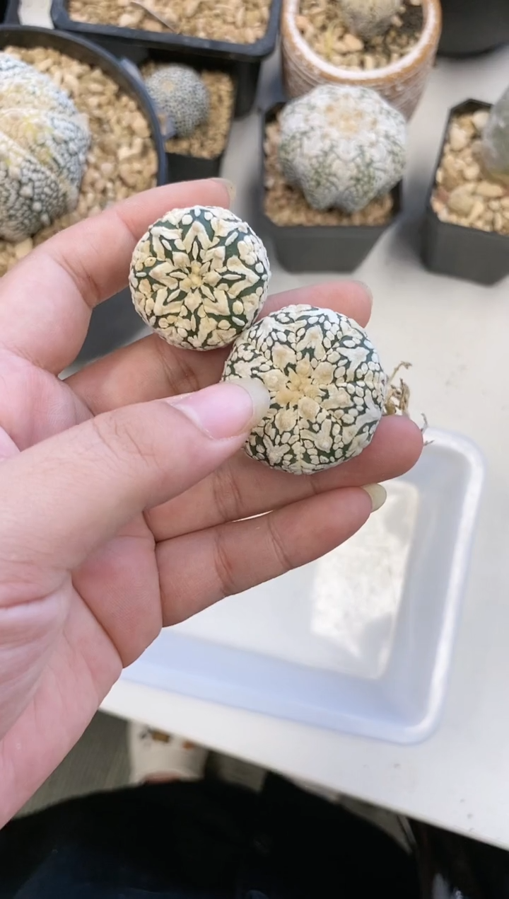 【闪购商品】178编号 生长纹2颗