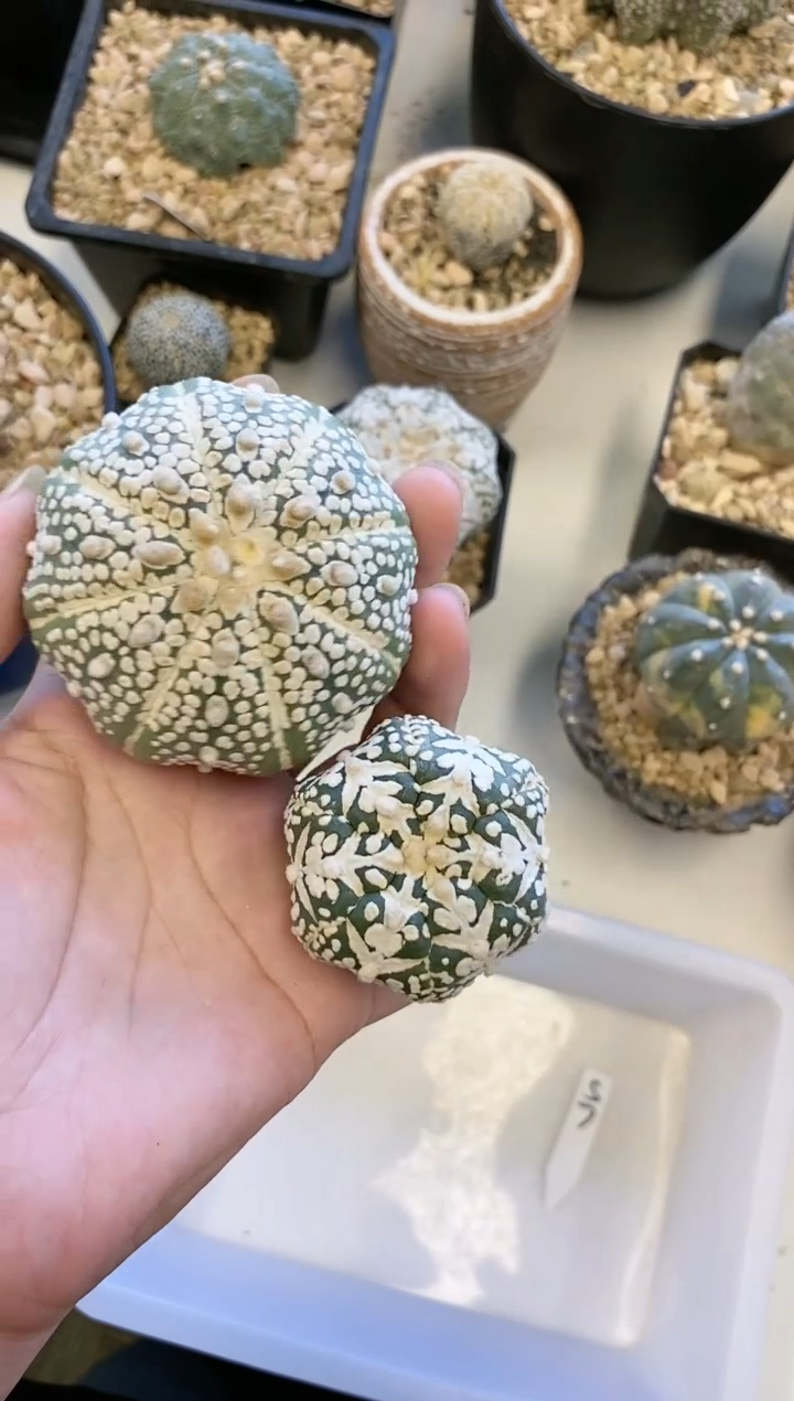 【闪购商品】编号S7 生长纹2颗