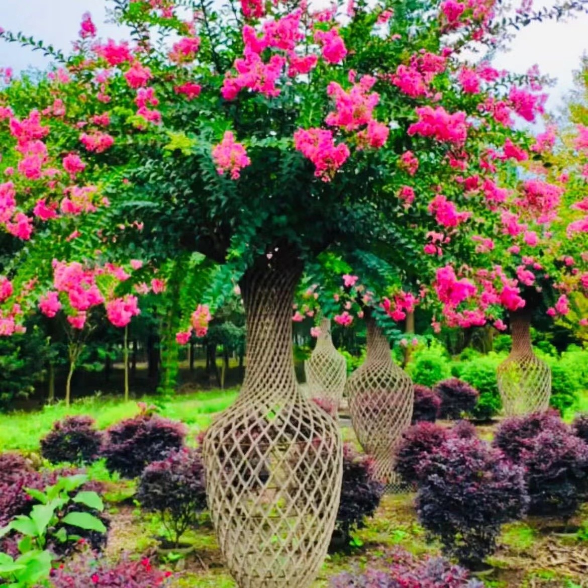 紫薇花瓶造型花卉凌霄夏季春季红色野蔷薇
