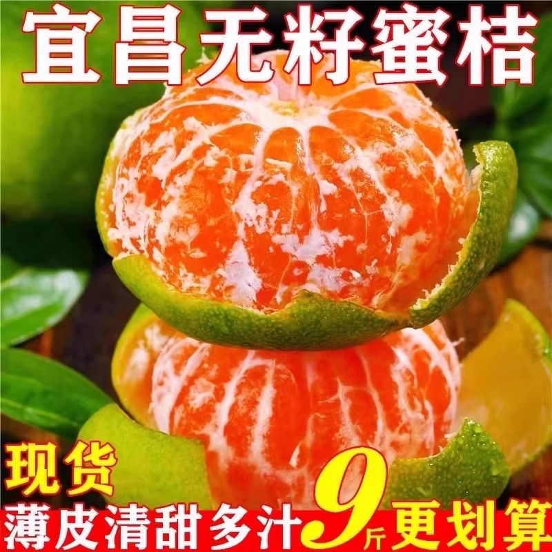 橘子黄了早熟蜜橘酸甜多汁柑桔水果黄皮蜜桔薄皮新鲜成熟无籽蜜桔