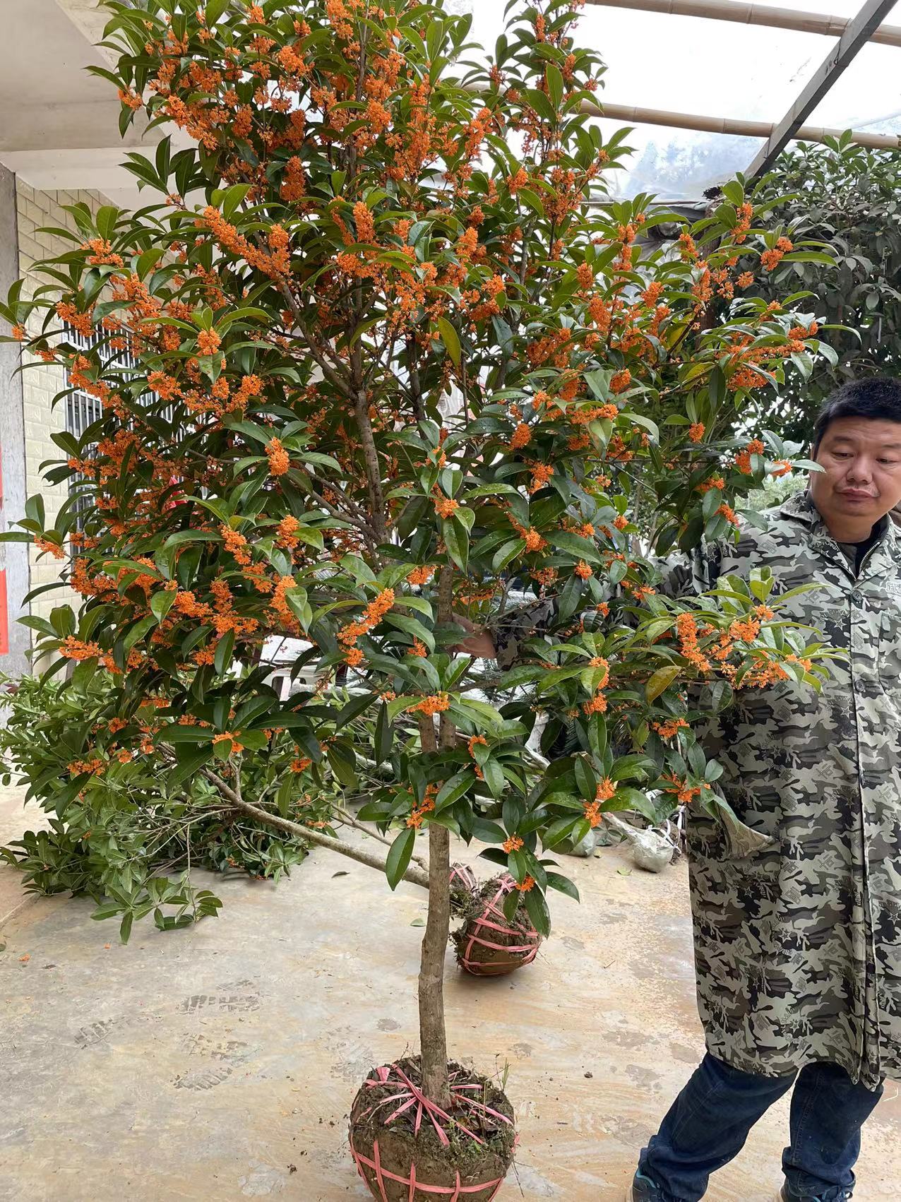 大桂花树直播一物一拍