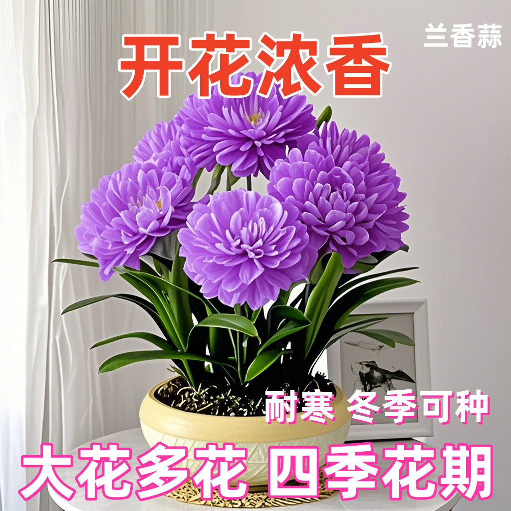 浓香耐寒大花兰香蒜球根花花卉绿植四季开花室内好养阳台客厅净化
