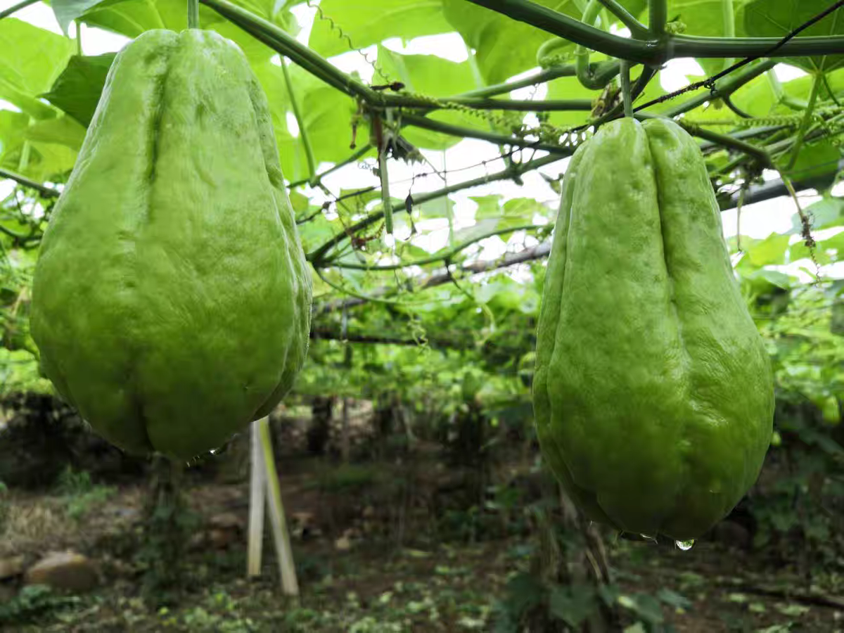 佛手瓜新鲜蔬菜寿瓜现摘现发农产品