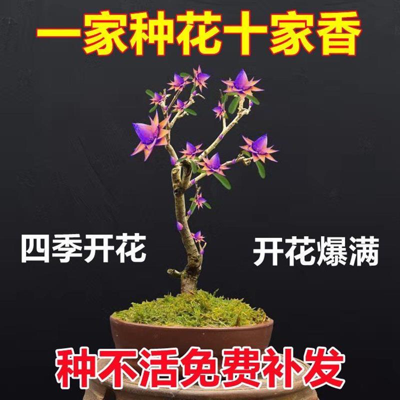 天然檀香苗聚财纳福金莲花苗盆栽花卉南北方室外种植耐寒驱蚊防虫