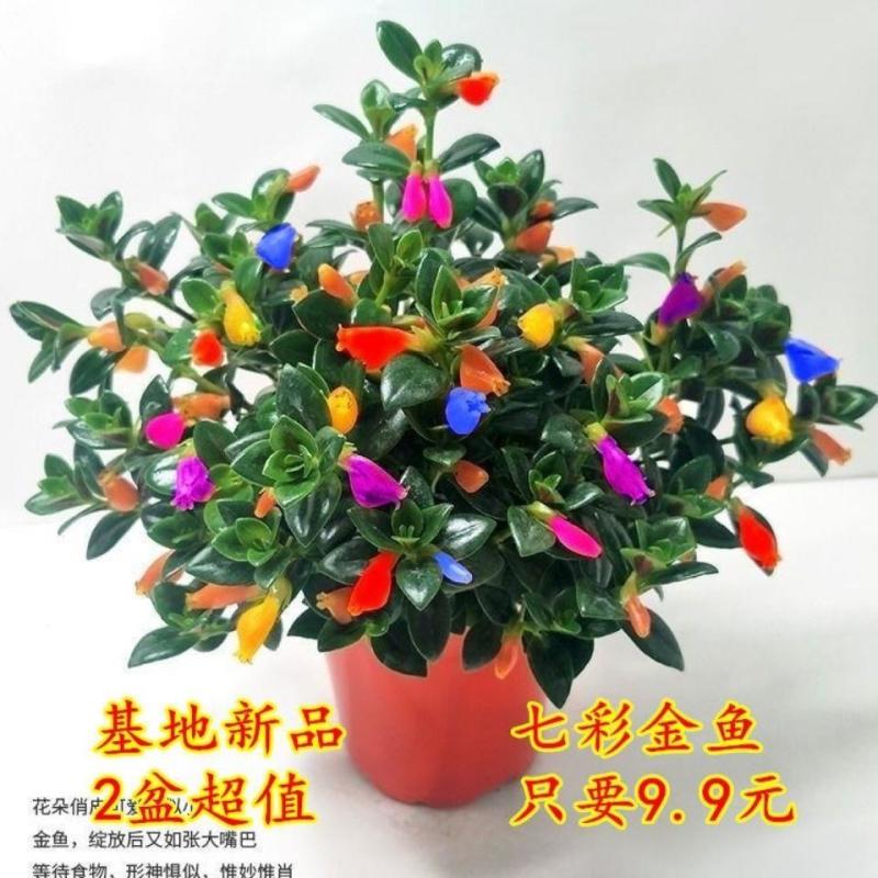 【特价新品混色金鱼花】聚财金鱼吊兰室内外盆栽四季开花耐寒植物