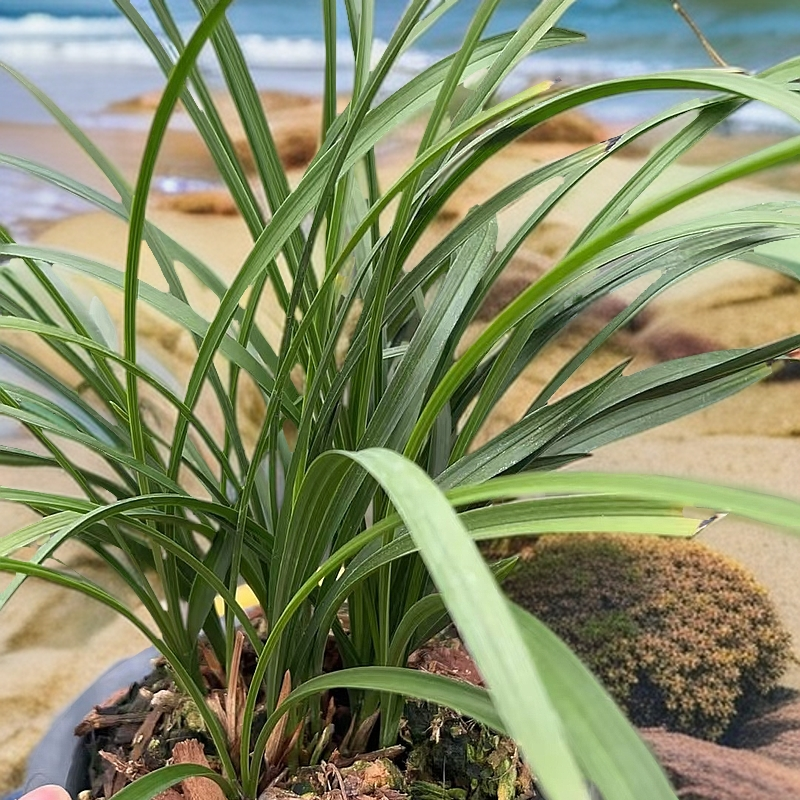 兰花 国色天香 盆栽