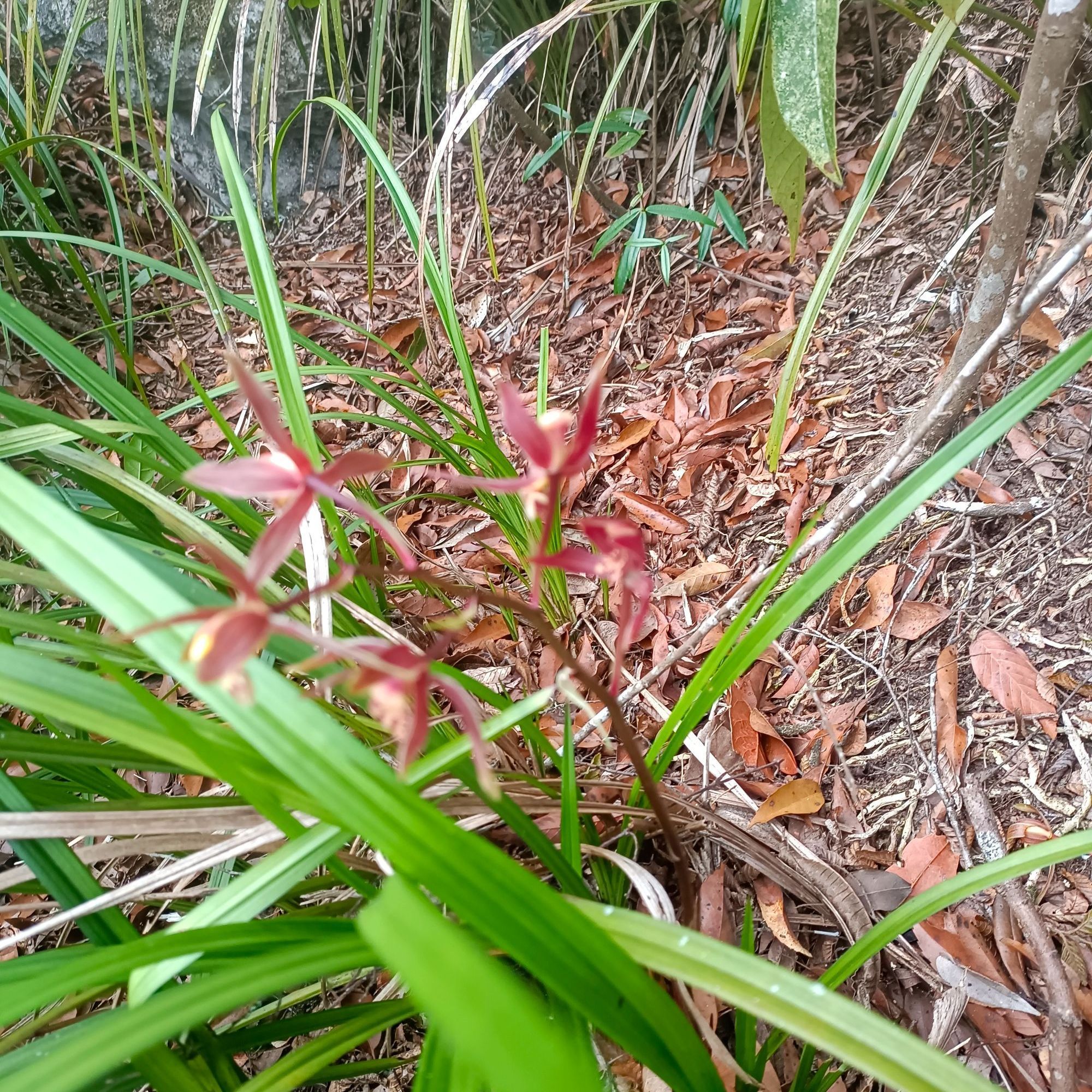 广西高山兰花一物一拍截图资源坡坡货