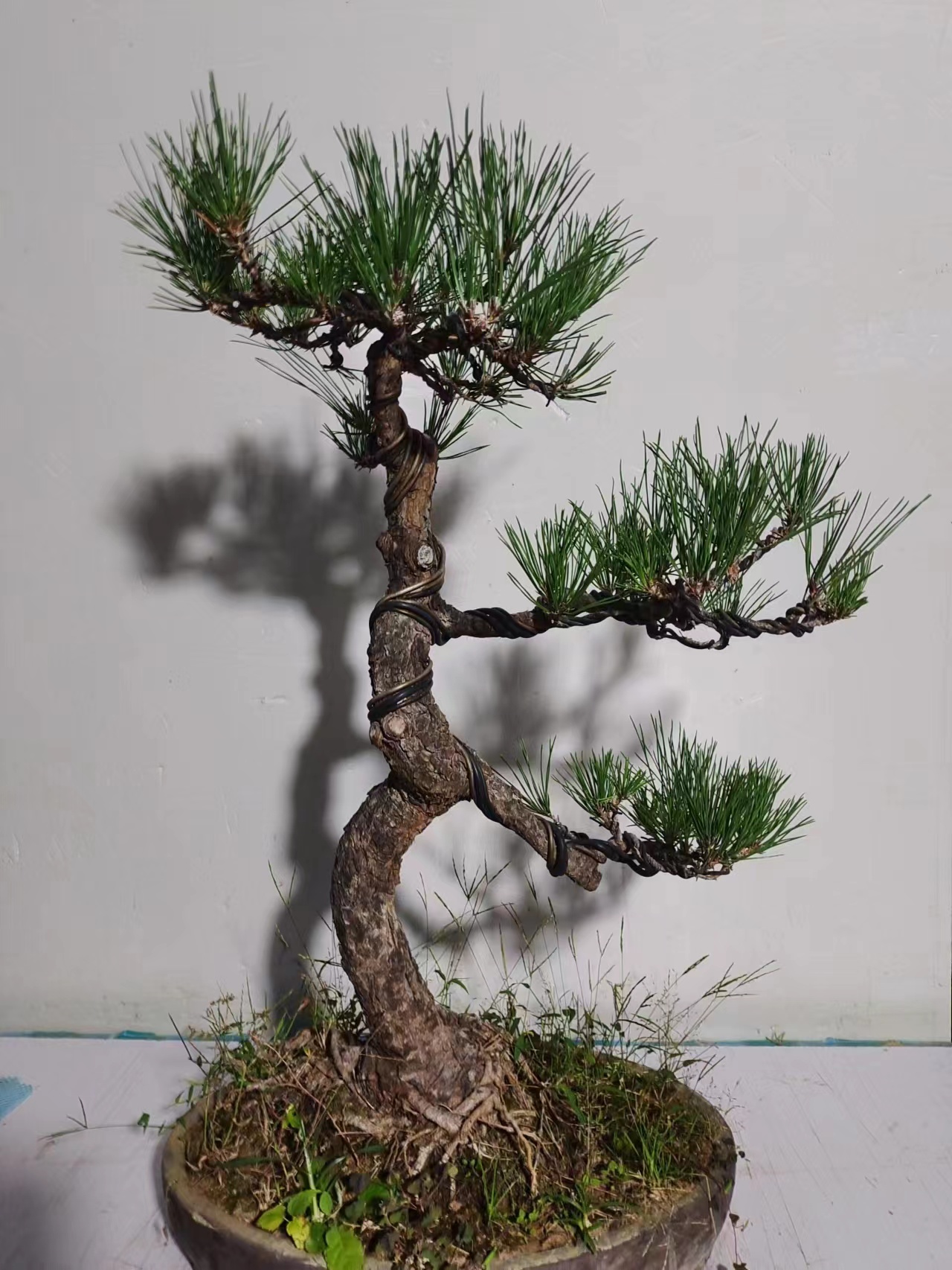 老桩老盆口精品黑松（土球发货）