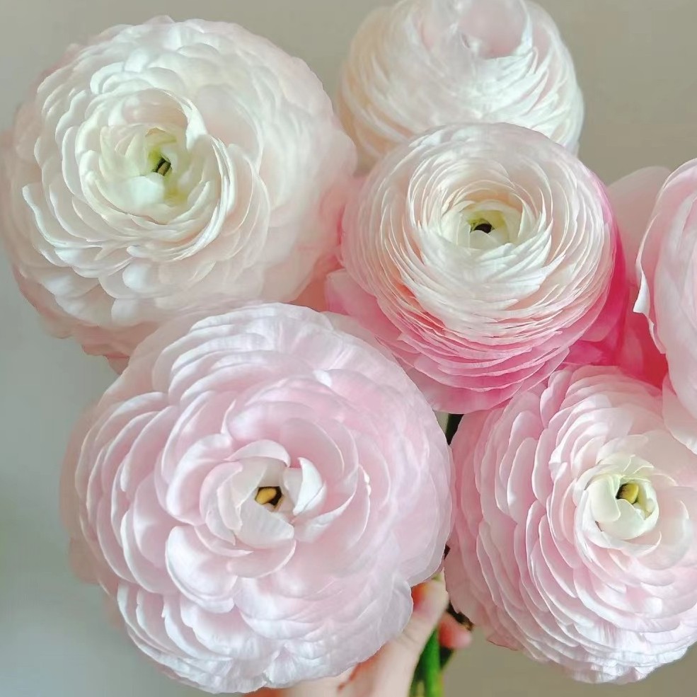 【荷花酥】洋牡丹2单正价包邮，偏远地区有运费    云南鲜花基地直发