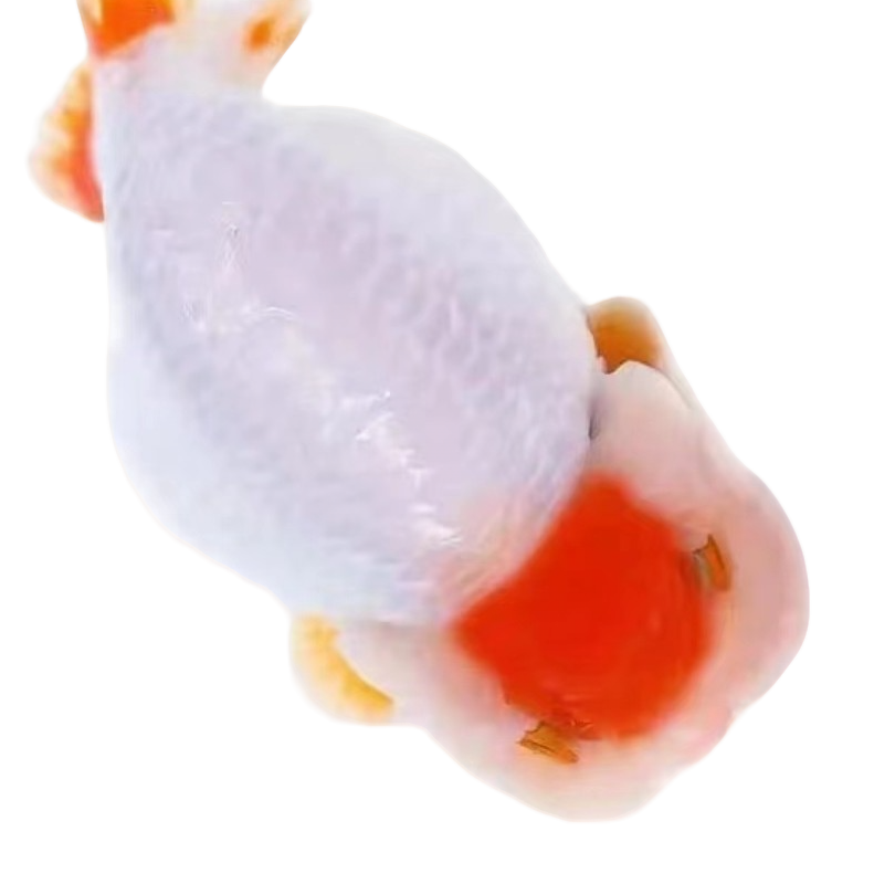 红白兰寿  元宝泰狮   娃娃脸