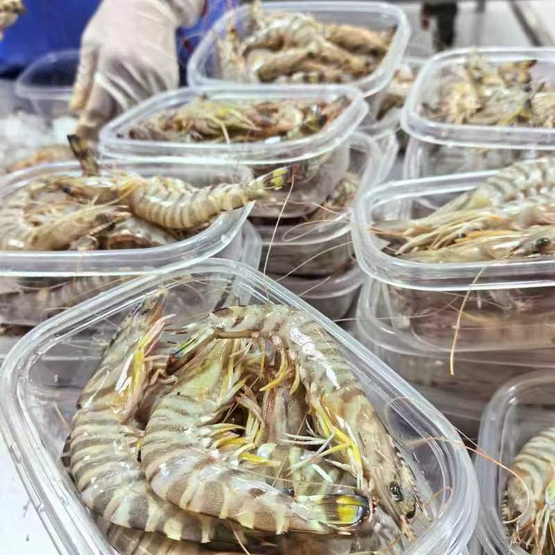 东海野生九节虾3斤深海捕捞竹节虾宝宝辅食肉质q弹低温冻发