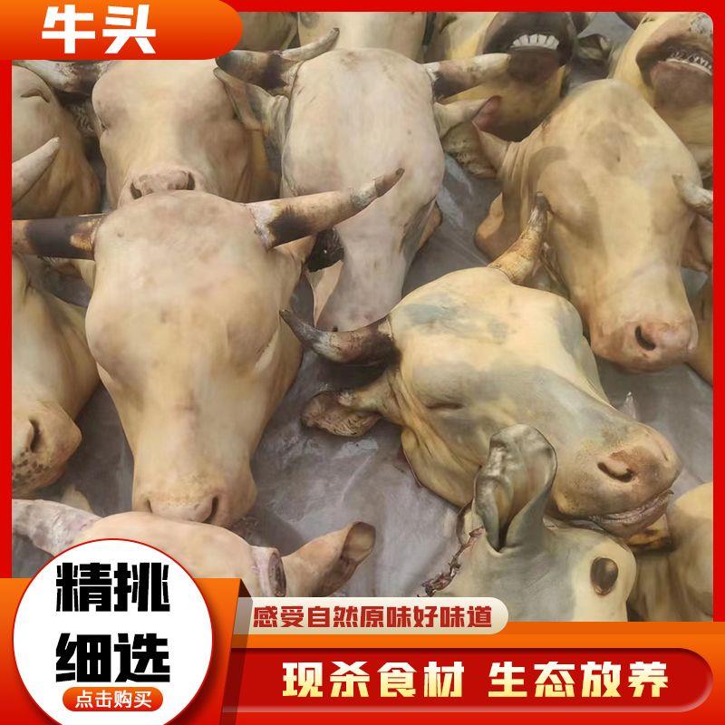 退火烧毛牛头带牛舌眼睛鼻子角正宗贵州当地安顺小黄牛新鲜牛头进