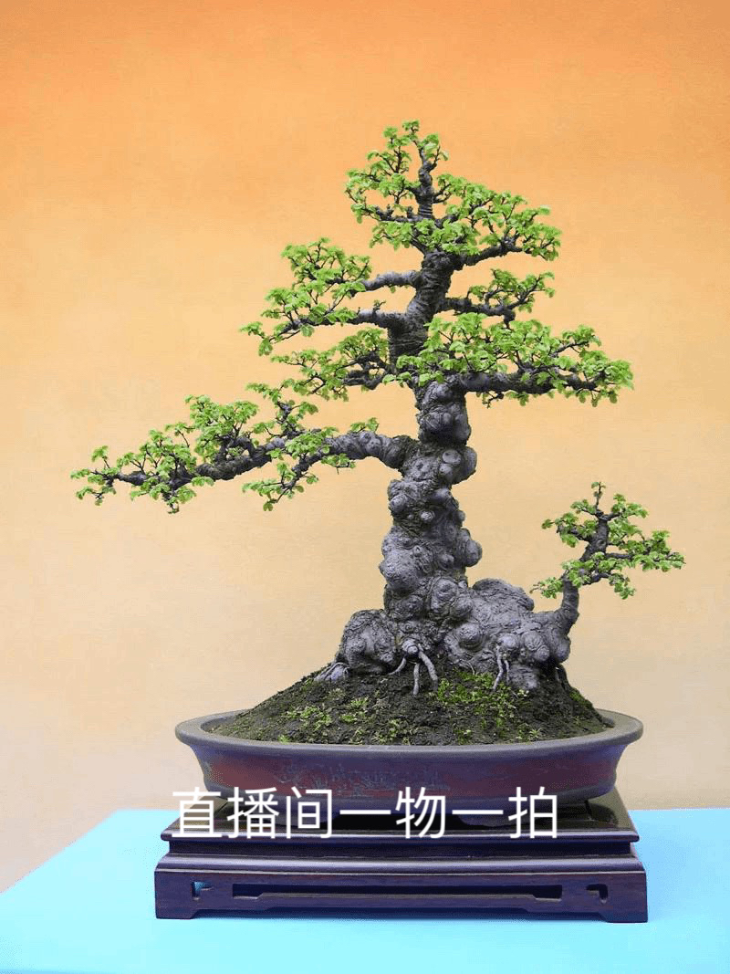 苍老老桩（不包邮）直播间一物一拍