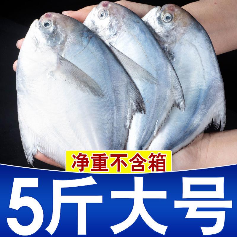 特大银鲳鱼新鲜特大号银鲳鱼海鱼昌鱼一整箱平鱼舟山一级品批发