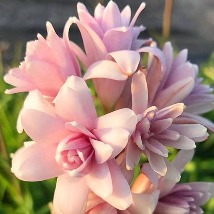 8-10芽浓香型 香水原料【粉重瓣晚香玉】 花量大花期全国