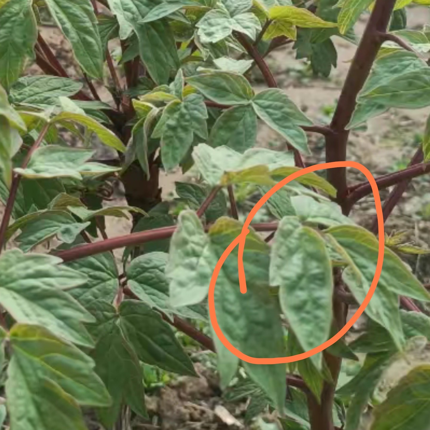 牡丹花苗  方蓝剂