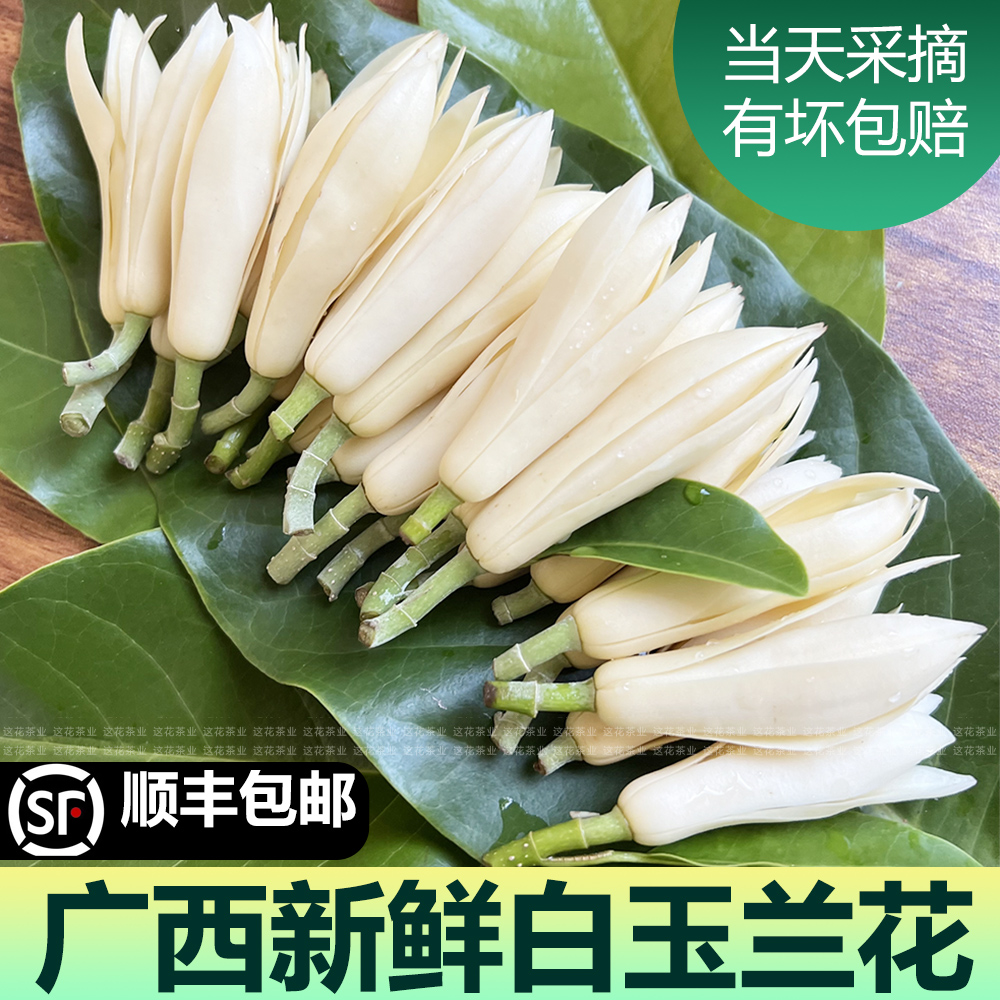 新鲜白玉兰花朵顺丰包邮广西特产当天采摘浓郁花香佩戴新鲜玉兰花
