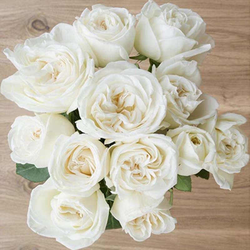 【珍妮莫罗棒棒糖】树桩月季大花浓香四季开花阳台盆栽地栽