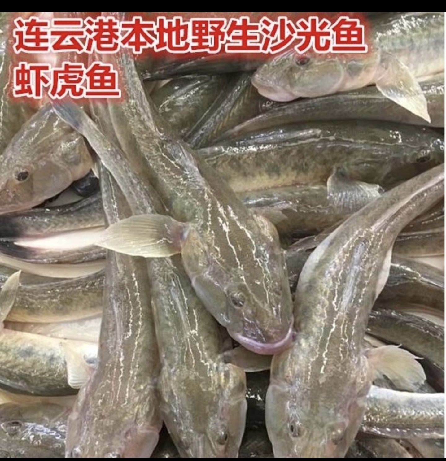 连云港发货新鲜沙光鱼龙尾鱼胖头鱼2-3条/斤速冻锁鲜115拍5斤包邮