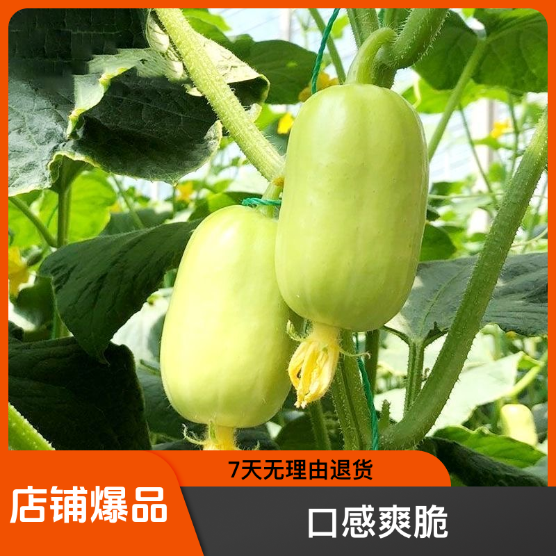 甜脆好吃玉女黄瓜种子小黄瓜种籽家庭阳台盆栽种植