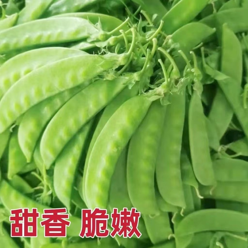 食荚大菜豌荷兰豆种子甜脆荷兰豆白花双花双夹豌豆四季高产蔬菜